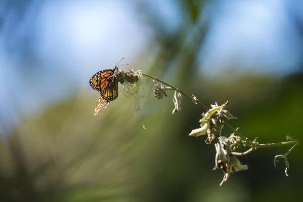 Mariposas monarcas dan nuevas se ales de vida AP News
